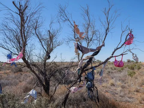 Bí ẩn cây treo đầy áo ngực, xe đạp giữa đường