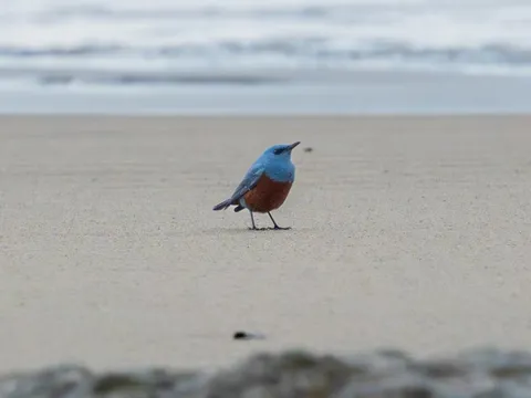 Vô tình chụp được khoảnh khắc đi vào lịch sử Mỹ