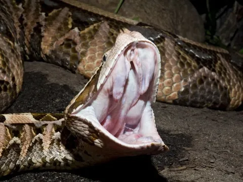 Loài rắn độc nhất sẽ 'vượt biên' sang Đông Nam Á vì biến đổi khí hậu