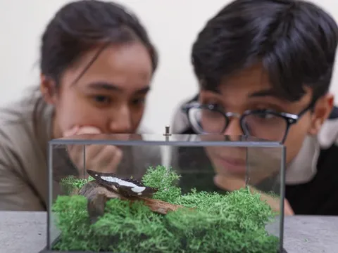 Người trẻ TP.HCM rủ nhau đi workshop làm tiêu bản bướm, bọ cánh cứng