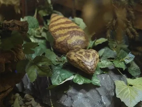 Lễ hội Nhật treo thưởng 1,3 triệu yen để bắt 'Tsuchinoko' huyền thoại