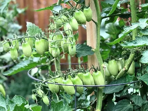 Loại quả được đánh giá "tốt nhất thế giới", 15.000 đồng/kg bán đầy chợ Việt, trẻ ăn 1 bát cao thêm vài cm mỗi năm