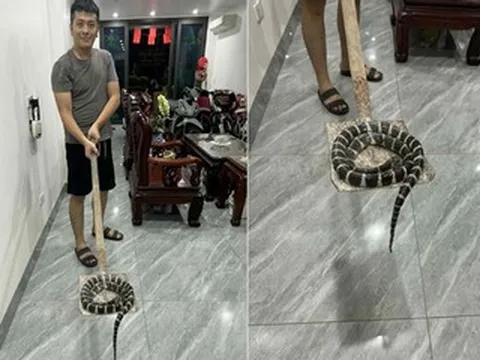 Rắn độc dài hơn 1m bò lên từ bồn cầu, bé gái ở Hải Phòng hét thất thanh