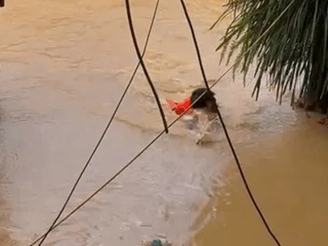 Vợ reo vui khi chồng bơi hơn 5 tiếng về nhà sau đêm mắc kẹt vì nước lũ