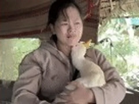 Chú vịt nổi tiếng qua đời sau 6 năm gắn bó, cô gái miền Tây khóc nghẹn chia tay