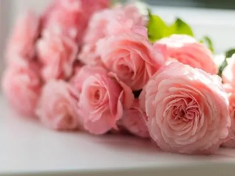 Lời chúc ngày 20/10 hay, ý nghĩa dành tặng khách hàng