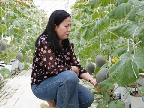 Mê trái dưa ở siêu thị, người phụ nữ Cần Thơ gây dựng trang trại xanh 13.000m²