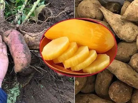 Đặc sản lạ lên sàn bán hơn 300 tấn trong 2 tháng - người dân thu nhập hàng chục triệu đồng