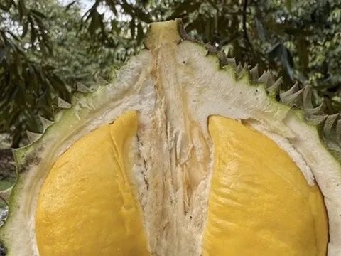 Quê hương của Musang King nhập khẩu sầu riêng Việt Nam để tiêu thụ nội địa