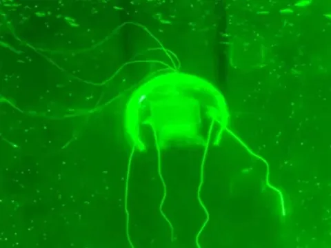 Trung Quốc phát triển robot 'tàng hình' để thăm dò vùng biển sâu