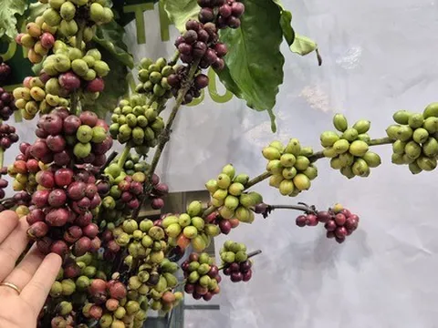 Giá cà phê hôm nay 1-11: Cực đoan hơn thời tiết
