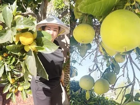 Danh hài Thúy Nga 'bội thu' cây trái trong biệt thự triệu đô ở Mỹ