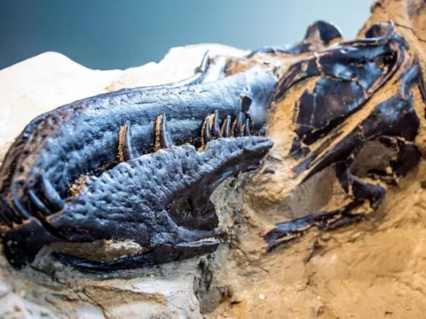 Phát hiện làm đảo lộn nhiều nghiên cứu về khủng long bạo chúa