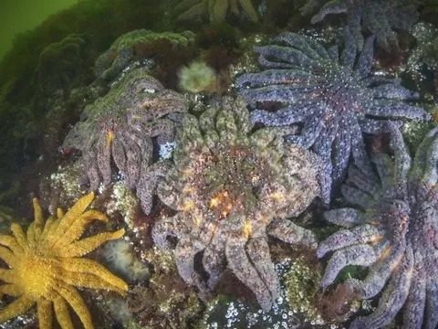 Giải mã bí ẩn tàn phá 5 tỷ con sao biển