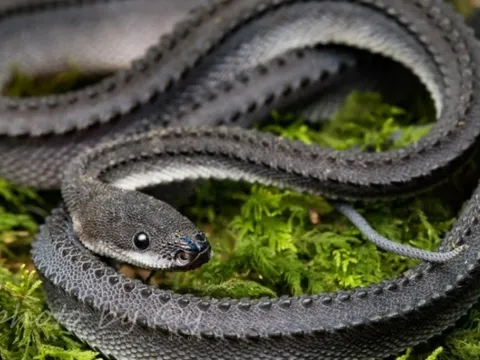 Loài rắn kỳ lạ chỉ thấy ở Đông Nam Á, có vảy cứng như rồng