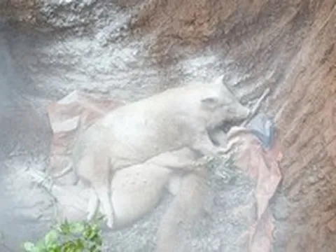 Tiêu hủy hơn 11.000 con lợn bệnh, Quảng Trị phòng chống dịch tả lợn châu Phi thế nào?