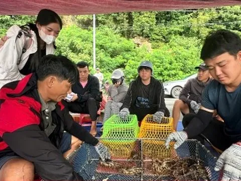 Giá tôm hùm tại Đắk Lắk giảm trước bão số 13 Kalmaegi