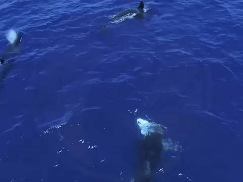 Cuộc chiến bất thường giữa những kẻ săn mồi đại dương