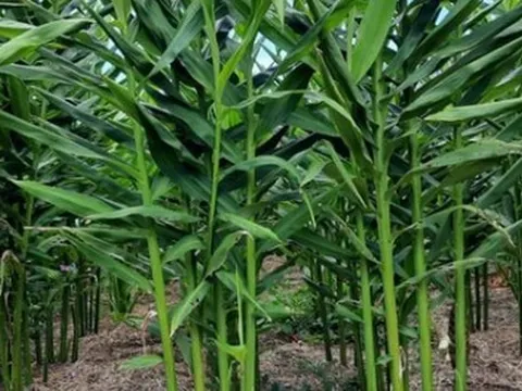 Loại củ là gia vị quý của thế giới Việt Nam trồng bạt ngàn: Thu về hơn 48 triệu USD kể từ đầu năm, nước ta là ông lớn thứ 3 thế giới