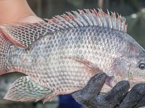 Việt Nam xuất khẩu lô hàng cá rô phi đầu tiên sang Brazil