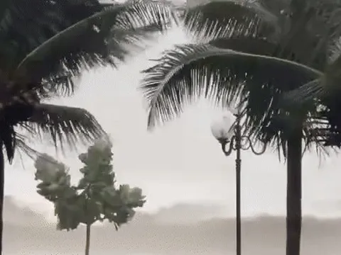 Tại sao bão 'điên cuồng' hơn trong năm 2025?