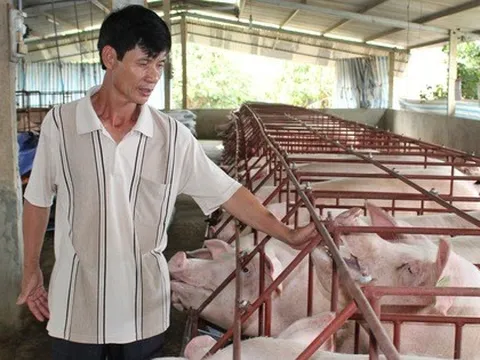 Giá heo hơi hôm nay, 10-11: Bất ngờ với giá heo hơi miền Nam