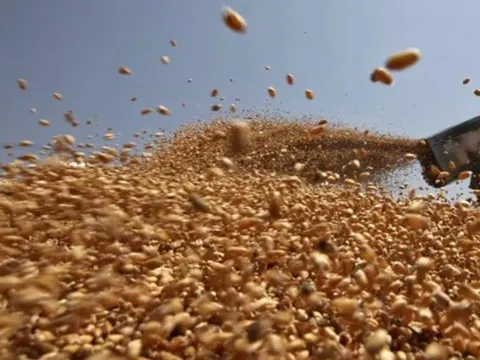 Không phải gạo hay ngô, Ukraine vừa đưa hàng trăm nghìn tấn nông sản quan trọng về Việt Nam chỉ trong 1 tháng: Nước ta tiêu thụ đứng top thế giới, thuế nhập khẩu 0%