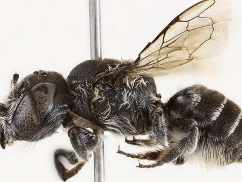 Phát hiện loài ong có cặp sừng kỳ lạ