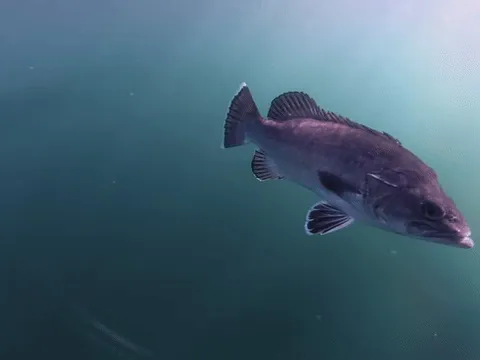 Hình ảnh tuyệt đẹp về loài cá thời tiền sử nổi lên mặt nước