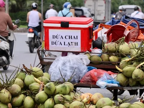Dừa xiêm 7.000 đồng bán tràn ngập Hà Nội