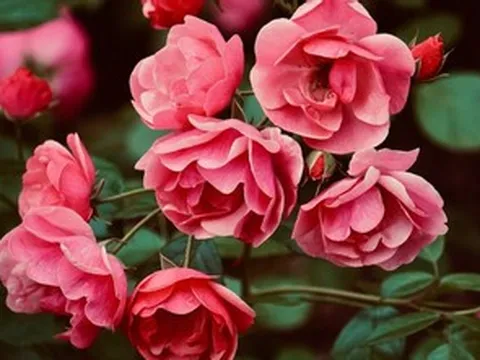 Tuần mới, 4 con giáp bước vào vận may tài lộc, tiền bạc dư dả