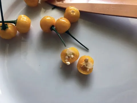 Việt Nam trồng được loại gia vị đắt nhất hành tinh, lên tới hơn 900 triệu/kg