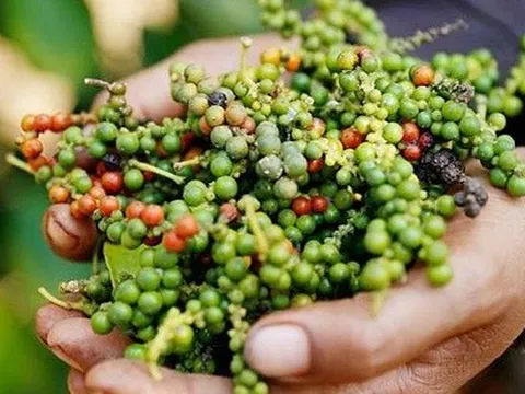 Giá tiêu tăng khi Mỹ giảm thuế