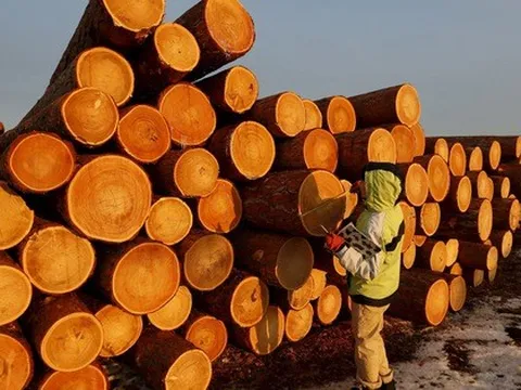 Việt Nam sở hữu 'cây kim tiền' được Mỹ đổ gần 8 tỷ USD chốt đơn: thuế nhập khẩu 10%, Việt Nam là ông trùm đứng thứ 5 thế giới