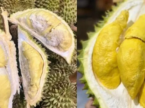 So sánh sầu Thái và sầu Ri6, loại nào ngọt và béo hơn?