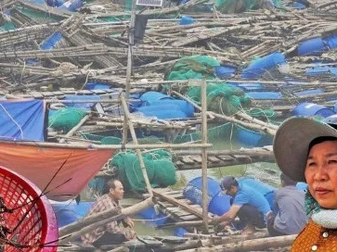 Bán tôm hùm 150.000 đồng/kg sau lũ dữ, người dân Đắk Lắk trắng tay