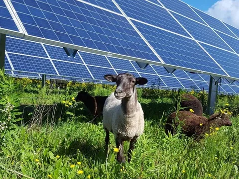 Trang trại điện mặt trời 100 MW và 600 chú cừu: Sự kết hợp bất ngờ