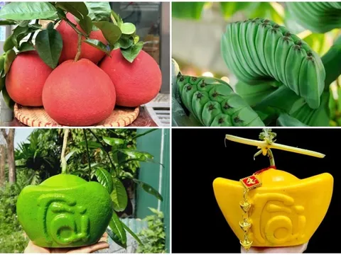 Những loại quả độc lạ chưa Tết đã hút khách