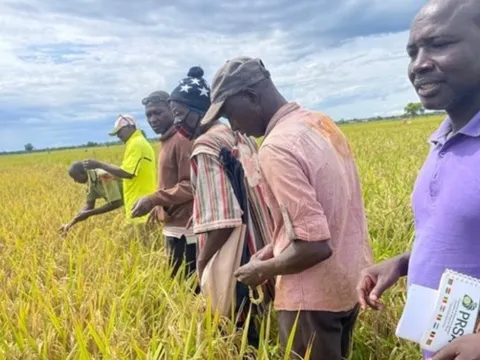 Sau giống lúa gây sốt của Việt Nam tại Cuba, một giống lúa của Trung Quốc cũng đang làm mưa làm gió tại châu Phi: Được mệnh danh ‘siêu lúa xanh’, năng suất vượt trội