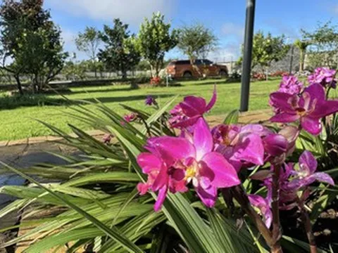 Giám đốc ở TPHCM 'trốn phố', làm nhà vườn 3.000m² xanh mát ở Lâm Đồng