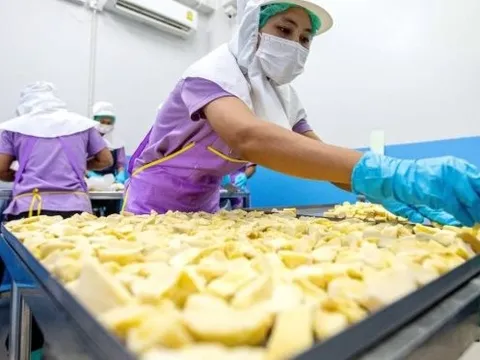 Đối thủ sầu riêng Việt Nam, Thái Lan bất ngờ đón tin buồn: Nhiều giống cao cấp giá thấp nhất 10 năm, nhà vườn lao đao