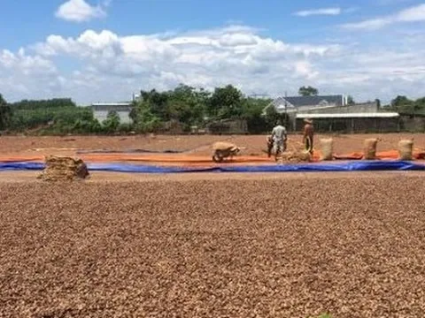 Hàng trăm nghìn tấn hàng từ châu Phi vừa đổ bộ Việt Nam: Nước ta chi hơn 4 tỷ USD mua hàng, là 'bảo bối' giúp Việt Nam xuất khẩu bằng cả thế giới cộng lại