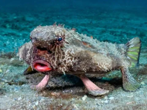 Những loài động vật có hình thù kỳ dị