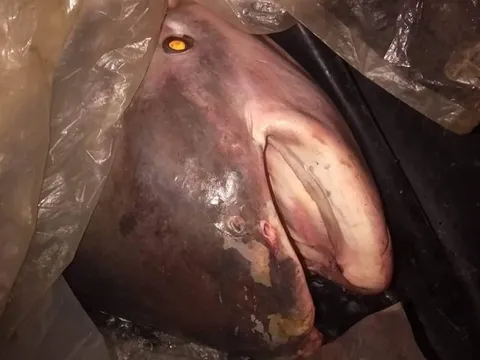 "Quái vật" 230kg trên sông Mê Kông lộ diện, giới khoa học "lo ngại"