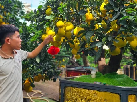 Bưởi Diễn 'đổ bộ' vào Nam sớm, giá tăng mạnh trước Tết