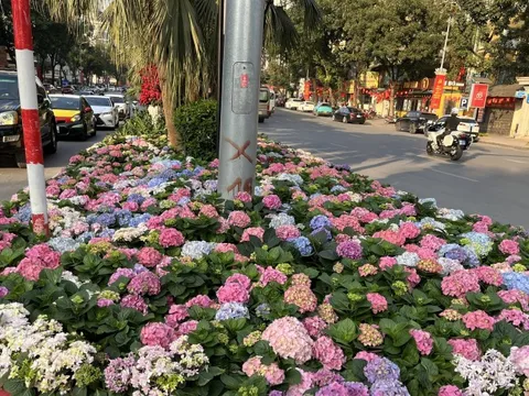 Sắc hoa điểm tô không gian đô thị Hà Nội, người dân đua nhau "check in"