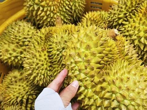 Dự báo xuất khẩu sầu riêng sang Trung Quốc 2026, liệu có vượt qua Thái Lan?