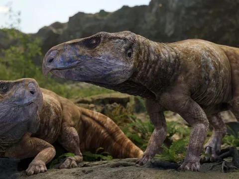 Sự thật chấn động về khủng long có sừng