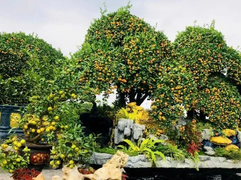 Choáng ngợp loạt ‘siêu phẩm’ cây cảnh chơi Tết ở Hưng Yên giá hàng trăm triệu đồng