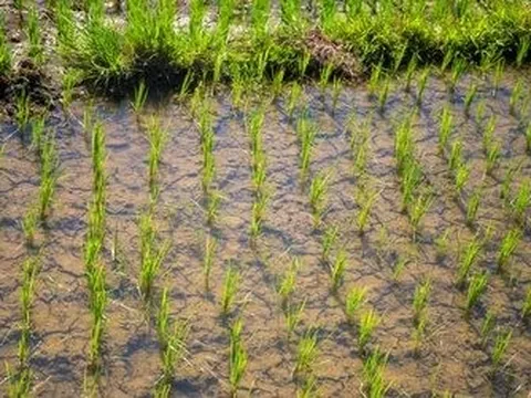 Sau Ấn Độ, Thái Lan, Việt Nam đón thêm đối thủ gạo mới: Xuất khẩu vừa tăng hơn 50%, từ Á đến Âu đang đua nhau mua hàng